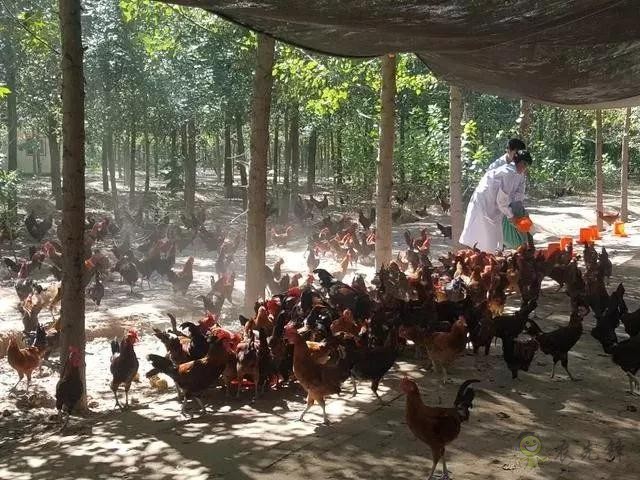 京東的這些“網紅”農業項目，你都知道嗎？