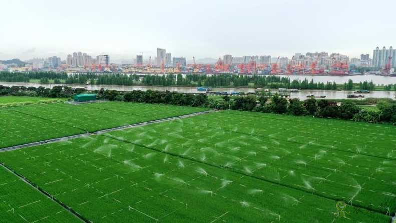 廣東黃埔長洲島啟動建設現代農業(yè)科技“黃埔軍校”