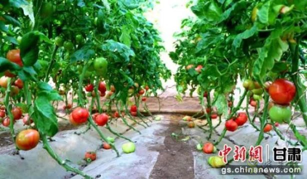 蘇武現代農業產業園內"農旅融合"，農民"賣"風景增收添新徑