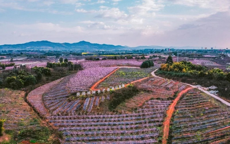 以創(chuàng)建農(nóng)業(yè)國際貿(mào)易高質(zhì)量發(fā)展基地為契機(jī)——推動中國農(nóng)業(yè)國際合作邁向新高度