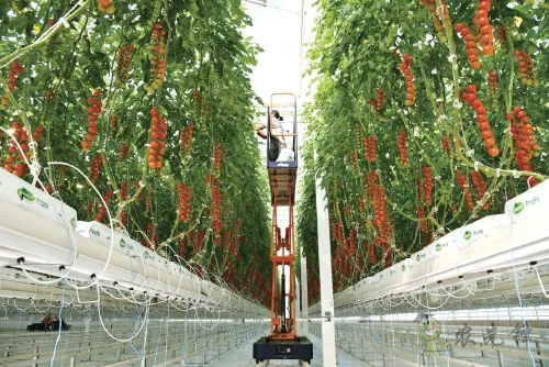 楊凌：強化使命擔當　交好&ldquo;上合答卷&rdquo;