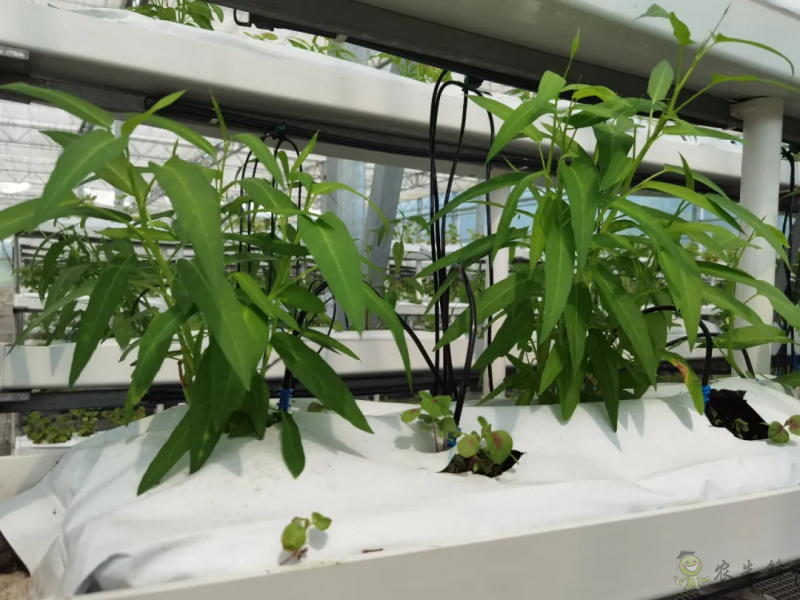 青浦：發展節水灌溉，推動農業提質增效