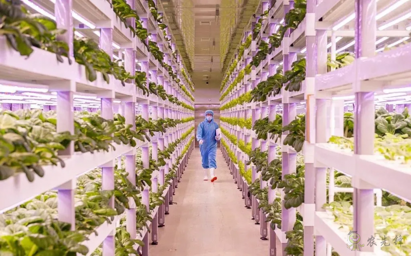 走進“植物工廠” 探訪現(xiàn)代工廠化智慧育苗基地