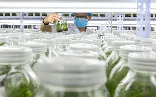 中外生物育種存在三大差距，專家建議打造&ldquo;種業航母&rdquo;