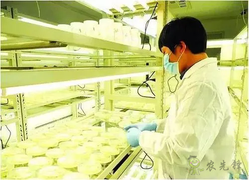 中外生物育種存在三大差距，專家建議打造&ldquo;種業航母&rdquo;