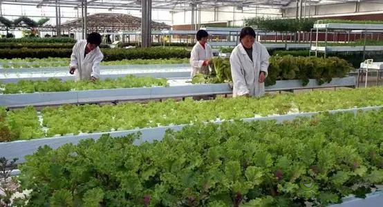 中外生物育種存在三大差距，專家建議打造&ldquo;種業航母&rdquo;