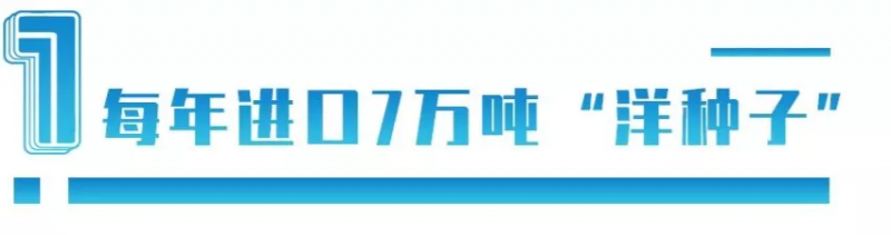 中國每年進口7萬噸“洋種子”：14億人的飯碗，能端穩(wěn)嗎？