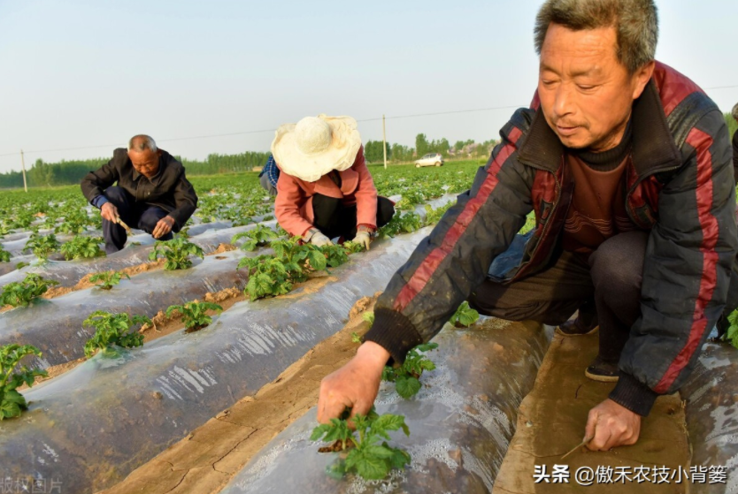 農(nóng)作物起壟種植有哪些好處？起壟時(shí)如何確定最佳壟高？