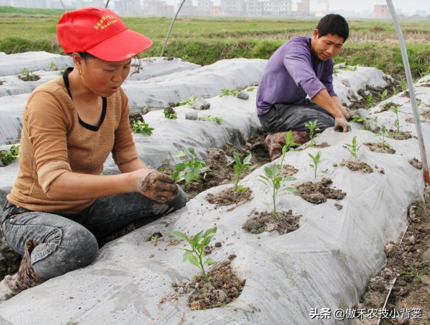 農(nóng)作物起壟種植有哪些好處？起壟時(shí)如何確定最佳壟高？