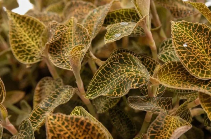 「植物工廠」為中藥材產(chǎn)業(yè)插上&ldquo;科技翅膀&rdquo;