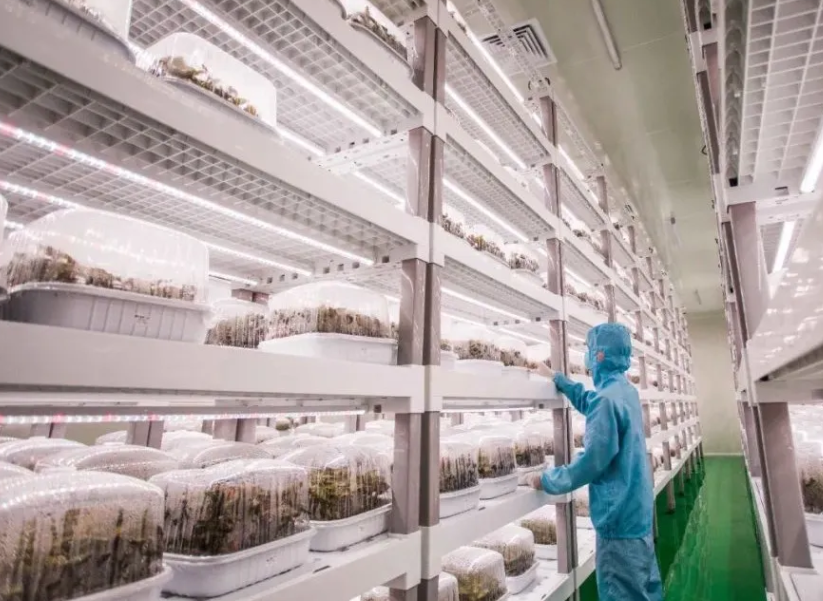 「植物工廠」為中藥材產(chǎn)業(yè)插上&ldquo;科技翅膀&rdquo;
