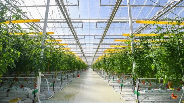 好！北京：設施農(nóng)業(yè)機械化率今年將達到43.5%！